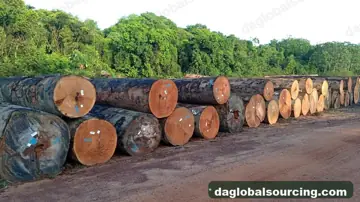 Regular Buyer Of Darina Logs From Guyana