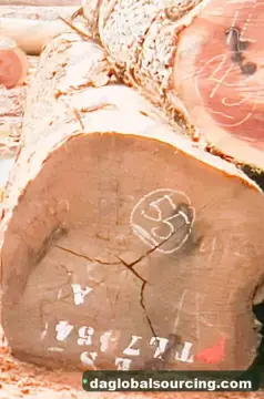 Regular Buyer Of Essia (Abale) Logs From Cameroon
