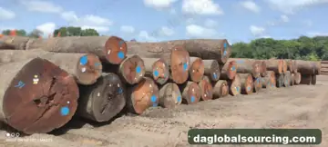 Regular Buyer Of MKB (Maka Kabbes) Logs From Suriname