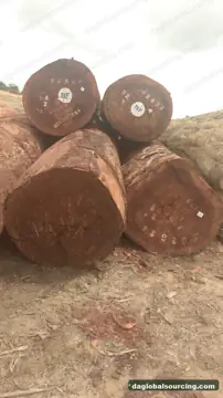 Tali (Ironwood) from Central African Republic — real goods photo 2