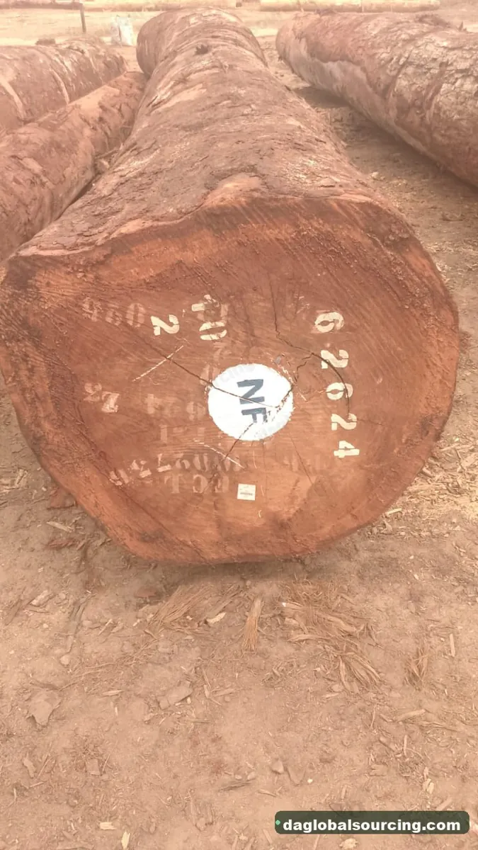 Tali (Ironwood) logs from Congo — goods a Vietnam buyer wants