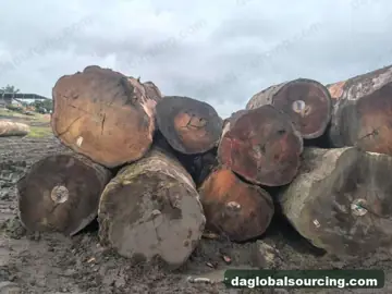 Tali (Ironwood) from Congo — real goods photo 2