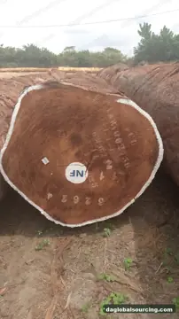 Tali (Ironwood) from Cameroon — real goods photo 2