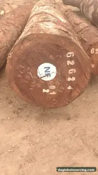 Tali (Ironwood) from Congo — real goods photo 2