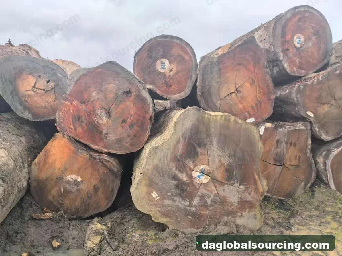 Tali (Ironwood) logs from Central African Republic — goods a Vietnam buyer wants