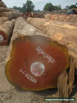 Vietnam Buyer Needs Doussie (Afzelia) Logs From Cameroon
