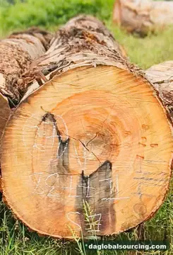 Vietnam Buyer Needs Essia (Abale) Logs From Central African Republic