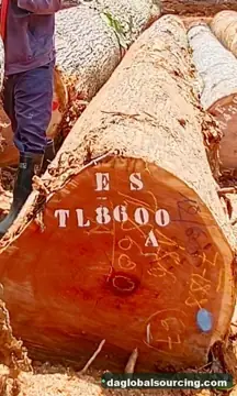 Vietnam Buyer Needs Essia (Abale) Logs From Congo