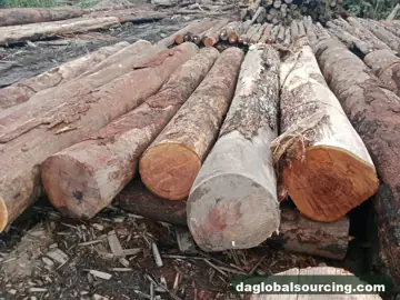 Vietnam Buyer Needs KAW (Kaw Udu) Logs From Suriname