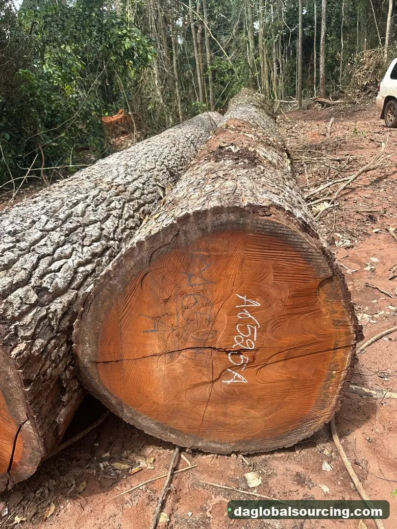 Mukulungu logs from Cameroon — goods a Vietnam buyer wants