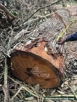 Vietnam Buyer Needs Mukulungu Logs From Central African Republic