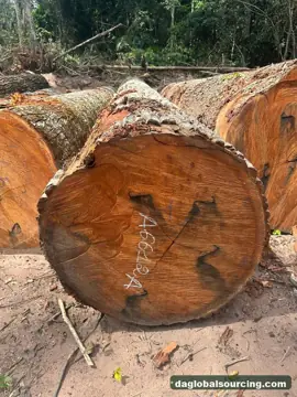 Vietnam Buyer Needs Mukulungu Logs From Congo
