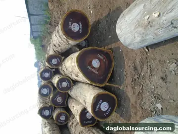 Vietnam Buyer Needs Padouk Logs From Central African Republic