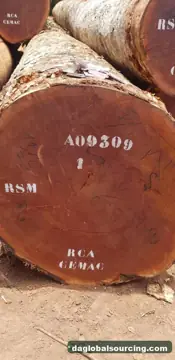 Sapelli (Sapele) from Congo — real goods photo 3
