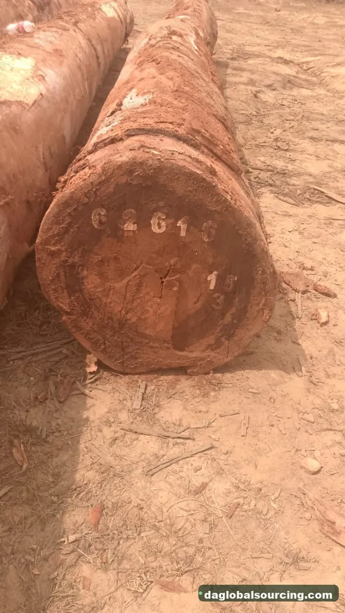 Tali (Ironwood) logs from Central African Republic — goods a Vietnam buyer wants