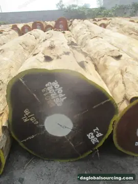 Vietnam Company Buys Afrormosia (Assamela) Logs From Congo