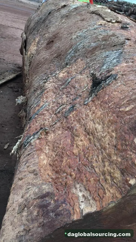 Bosse logs from Central African Republic — goods a Vietnam buyer wants