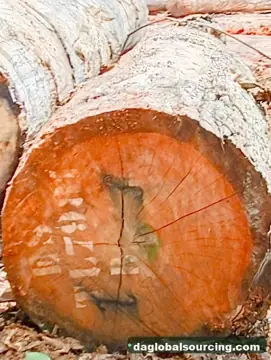 Vietnam Company Buys Essia (Abale) Logs From Central African Republic