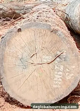 Vietnam Company Buys Essia (Abale) Logs From Congo