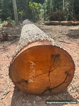 Vietnam Company Buys Mukulungu Logs From Cameroon