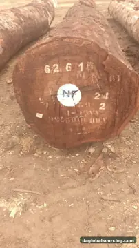 Vietnam Company Buys Tali (Ironwood) Logs From Cameroon