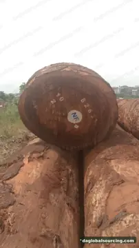 Vietnam Company Buys Tali (Ironwood) Logs From Central African Republic