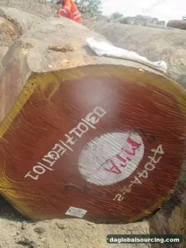 Wanted: Doussie (Afzelia) Logs From Cameroon - Monthly