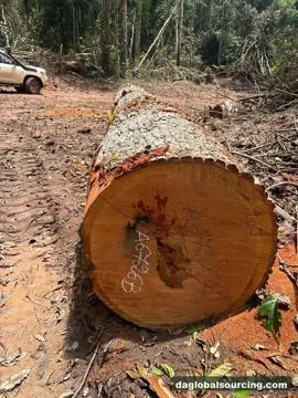 Wanted: Mukulungu Logs From Cameroon - Monthly