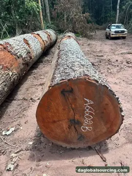 Wanted: Mukulungu Logs From Central African Republic - Monthly