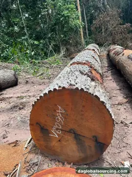 Wanted: Mukulungu Logs From Congo - Monthly