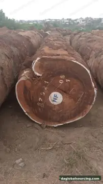 Wanted: Tali (Ironwood) Logs From Central African Republic - Monthly