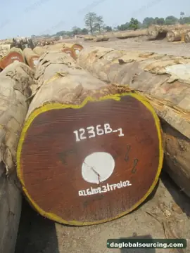 We Buy Afrormosia (Assamela) Logs From Congo Every Month