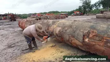 We Buy Darina Logs From Guyana Every Month