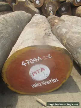 We Buy Doussie (Afzelia) Logs From Cameroon Every Month