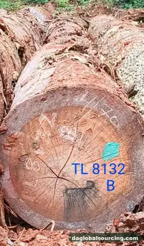 We Buy Essia (Abale) Logs From Central African Republic Every Month