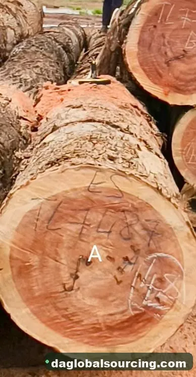 Essia logs from Congo — goods a Vietnam buyer wants
