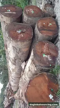We Buy MKB (Maka Kabbes) Logs From Suriname Every Month