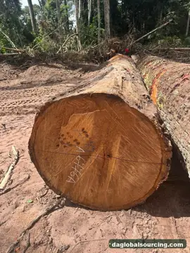 We Buy Mukulungu Logs From Cameroon Every Month