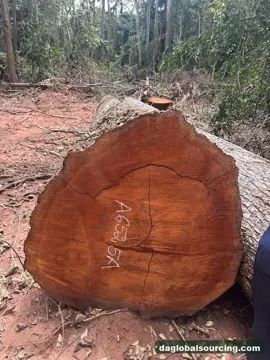 Mukulungu from Congo — real goods photo 3