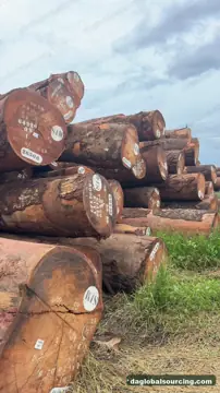 We Buy Okan (Denya) Logs From Congo Every Month