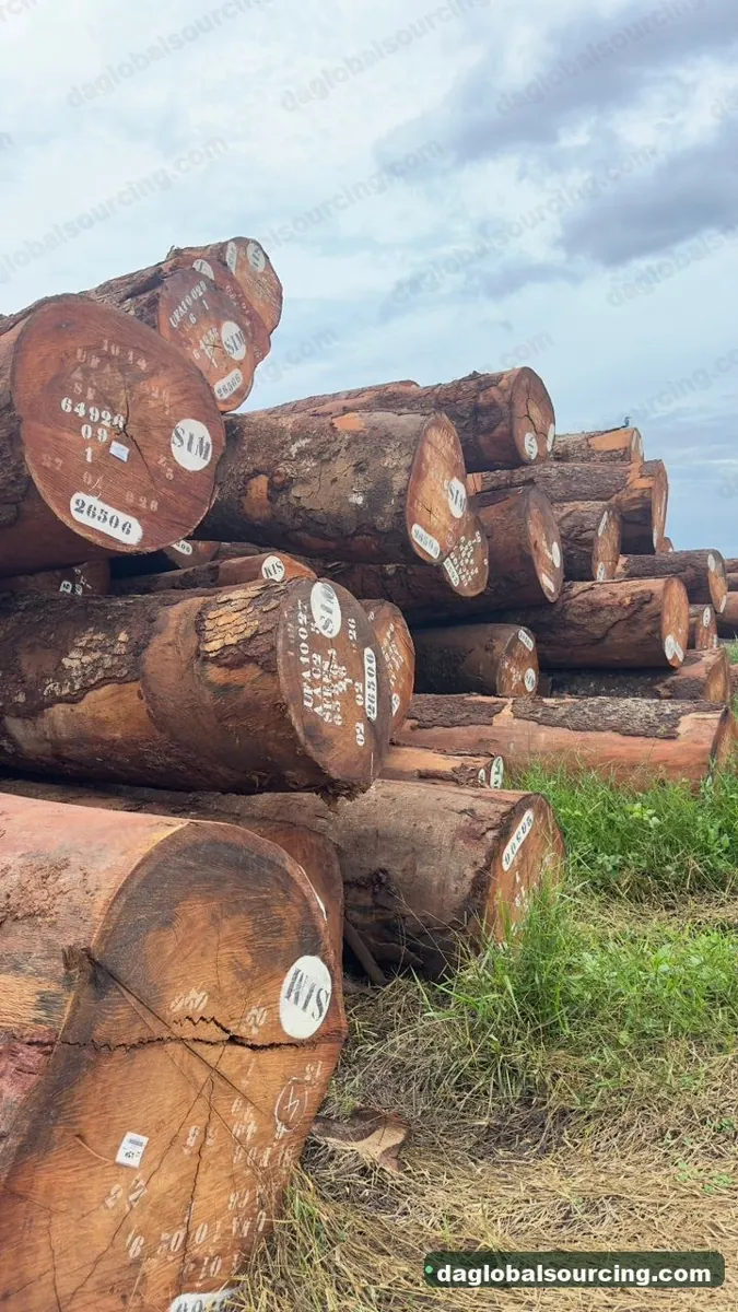 Okan logs from Congo — goods a Vietnam buyer wants
