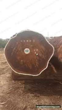 We Buy Tali (Ironwood) Logs From Cameroon Every Month