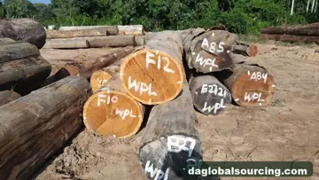 We Buy WPL (Witte Pinto Locus) Logs From Suriname Every Month