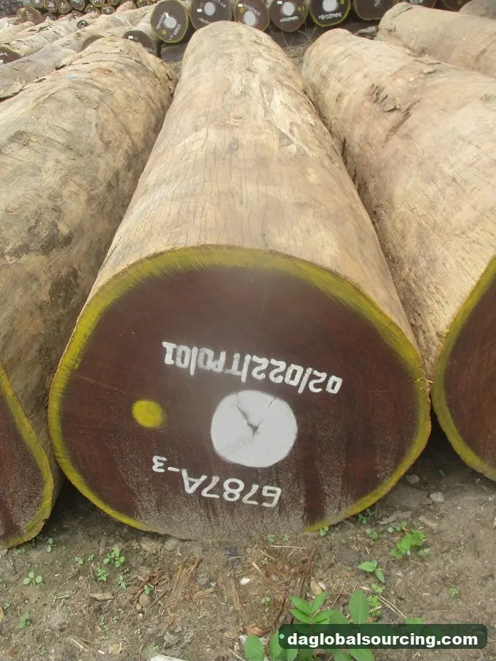 Aformosia logs from Congo — goods a Vietnam buyer wants