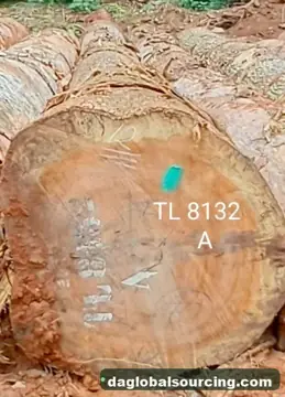 We Need Essia (Abale) Logs Supplier In Cameroon