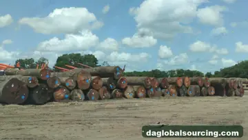 We Need MKB (Maka Kabbes) Logs Supplier In Suriname