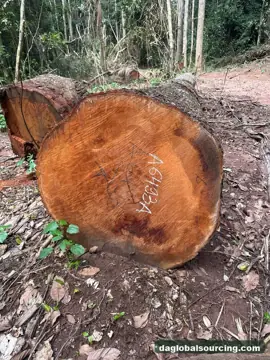 We Need Mukulungu Logs Supplier In Cameroon