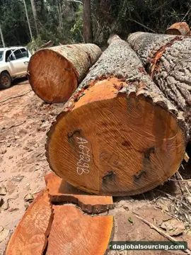 We Need Mukulungu Logs Supplier In Congo