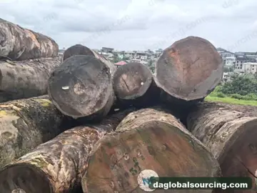 Tali (Ironwood) from Central African Republic — real goods photo 2