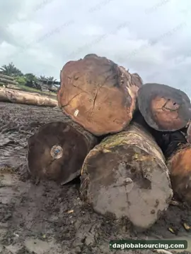 We Need Tali (Ironwood) Logs Supplier In Congo